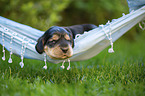 English Cocker Spaniel puppy on hammock