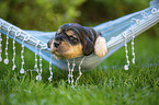 English Cocker Spaniel puppy on hammock