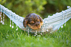 English Cocker Spaniel puppy on hammock