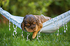 English Cocker Spaniel puppy on hammock