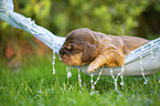 English Cocker Spaniel puppy on hammock