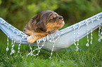English Cocker Spaniel puppy on hammock