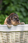 English Cocker Spaniel Puppy in a basket