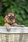 English Cocker Spaniel Puppy in a basket