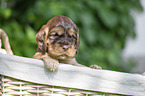 English Cocker Spaniel Puppy in a basket