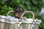 English Cocker Spaniel Puppy in a basket