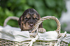 English Cocker Spaniel Puppy in a basket