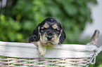 English Cocker Spaniel Puppy in a basket
