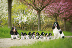 English Cocker Spaniel family