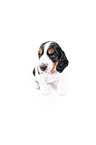 English Cocker Spaniel puppy