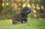 standing English Cocker Spaniel puppy