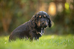 sitting English Cocker Spaniel puppy