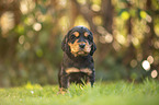 standing English Cocker Spaniel puppy