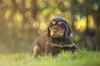 standing English Cocker Spaniel puppy