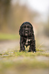standing English Cocker Spaniel puppy