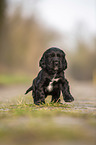 English Cocker Spaniel puppy