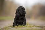 black English Cocker Spaniel puppy