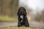 sitting English Cocker Spaniel puppy