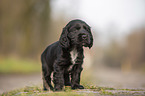 standing English Cocker Spaniel puppy