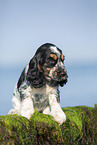 sitting English Cocker Spaniel Puppy