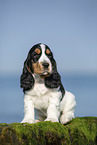 sitting English Cocker Spaniel Puppy