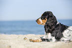 English Cocker Spaniel at the beach
