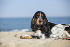 English Cocker Spaniel at the beach