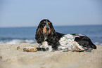English Cocker Spaniel at the beach