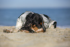 English Cocker Spaniel at the beach
