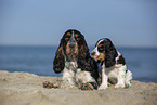 sitting English Cocker Spaniel Puppy