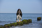 standing English Cocker Spaniel