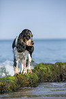 standing English Cocker Spaniel