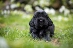 lying English Cocker Spaniel puppy
