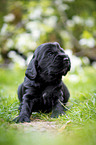 sitting English Cocker Spaniel puppy