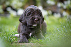 lying English Cocker Spaniel puppy