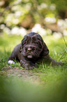 lying English Cocker Spaniel puppy