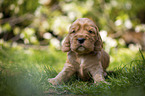 sitting English Cocker Spaniel puppy
