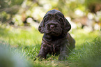 lying English Cocker Spaniel puppy
