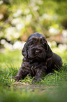 lying English Cocker Spaniel puppy