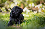 lying English Cocker Spaniel puppy