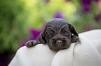 lying English Cocker Spaniel puppy