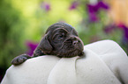 lying English Cocker Spaniel puppy
