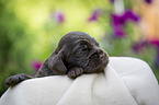lying English Cocker Spaniel puppy