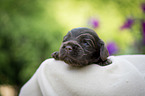lying English Cocker Spaniel puppy