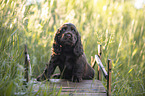 sitting English Cocker Spaniel puppy