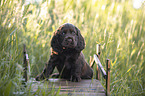 sitting English Cocker Spaniel puppy
