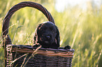 English Cocker Spaniel puppy in a basket