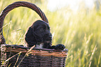 English Cocker Spaniel puppy in a basket