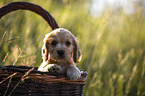 English Cocker Spaniel puppy in a basket