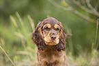English Cocker Spaniel puppy portrait